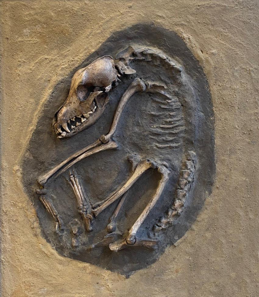 Fossil remains of a dog