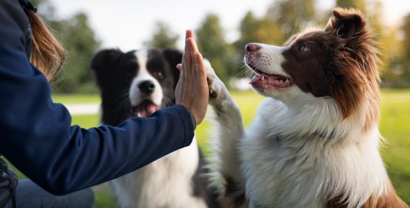 Photo of dogs
