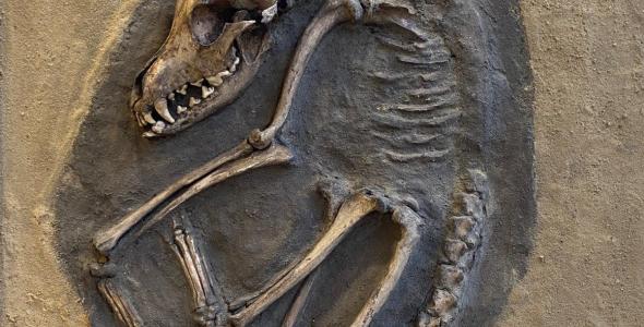 Fossil remains of a dog