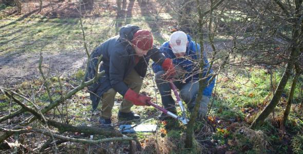 2 people trimming branches